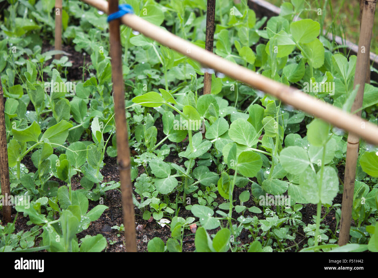 Viele junge Erbsen Pisum Sativum Pflanzen in einem Garten Stockfoto