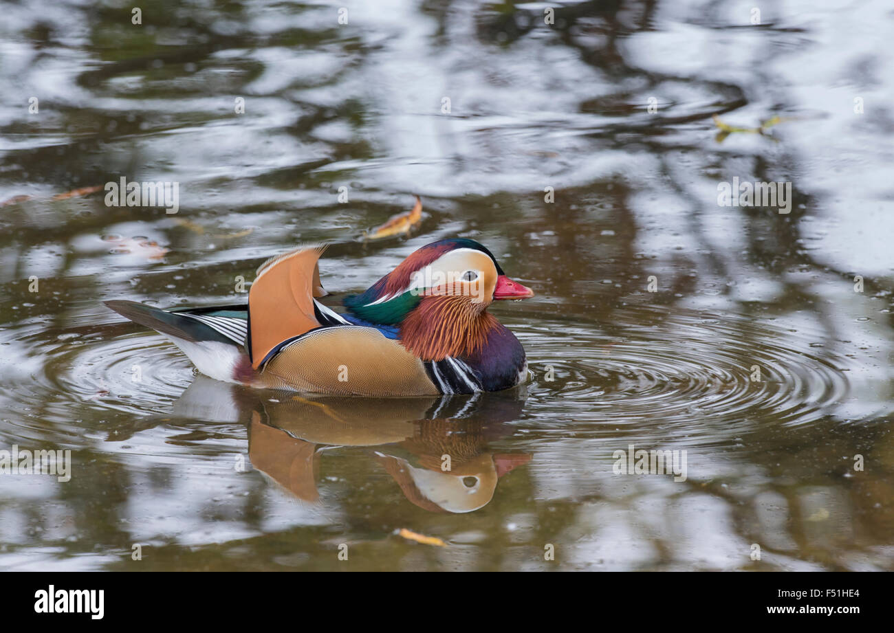 Mandarinente (Aix Galericulata) männlich (Drake). Die Art stammt aus Asien, aber Rassen bereits in Teilen von Großbritannien und Europa. Stockfoto