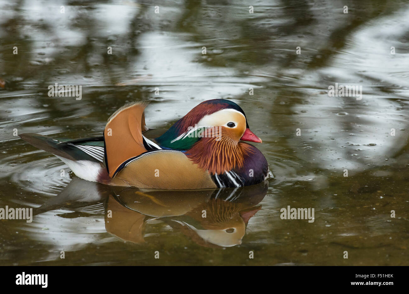 Mandarinente (Aix Galericulata) männlich (Drake). Die Art stammt aus Asien, aber Rassen bereits in Teilen von Großbritannien und Europa. Stockfoto