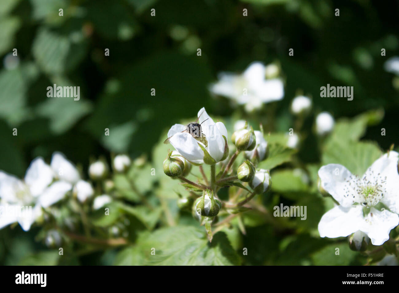 Insekt auf einer weißen Rubus Armeniacus, Rubus Idaeus, Blackberry Blume Stockfoto