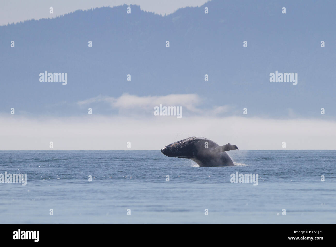 Buckelwal in Alaska Gewässern verletzt Stockfoto