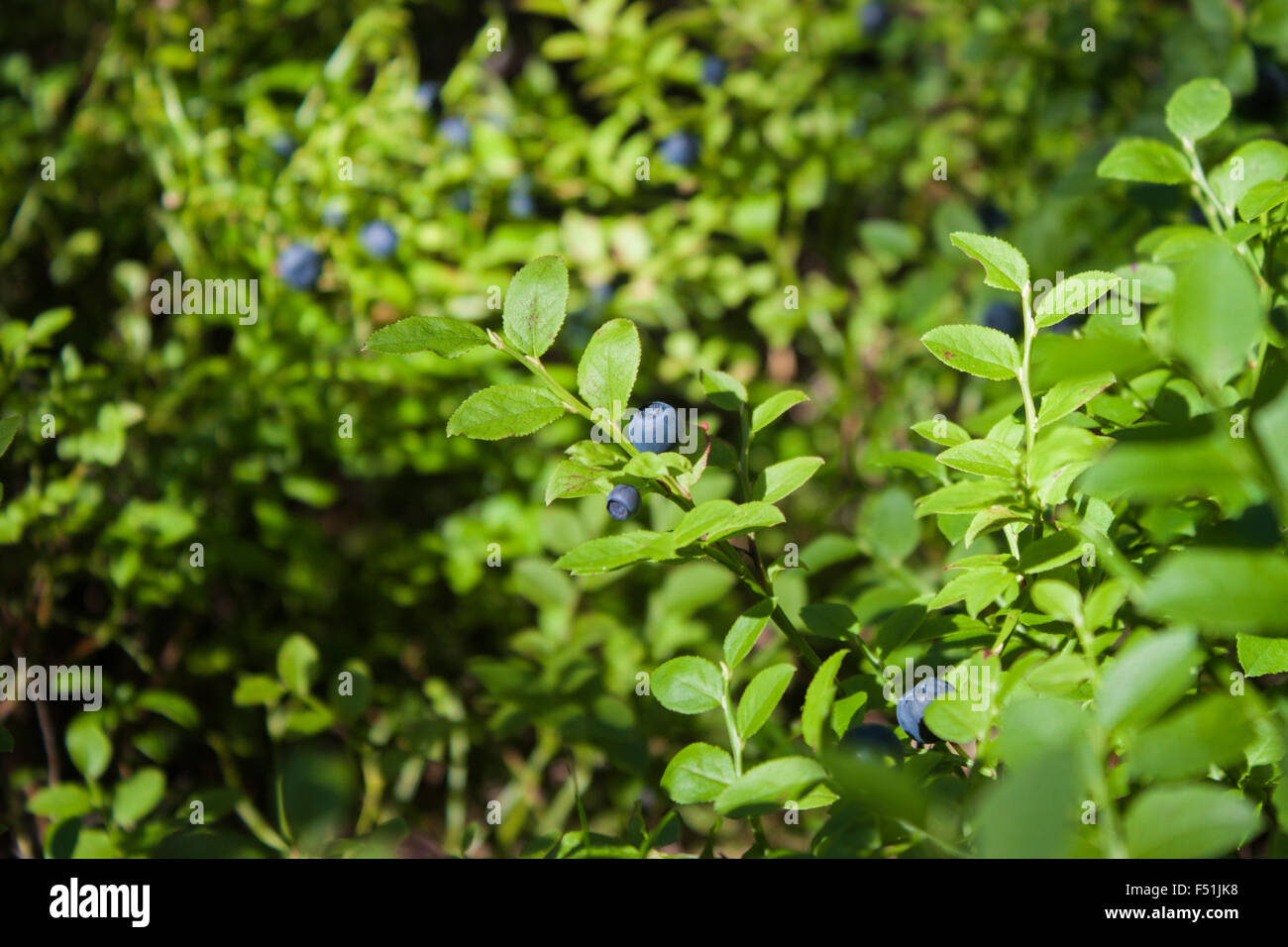 Eine Heidelbeeren Pflanze, voll mit leckeren blauen Heidelbeere, Vaccinium myrtillus Stockfoto