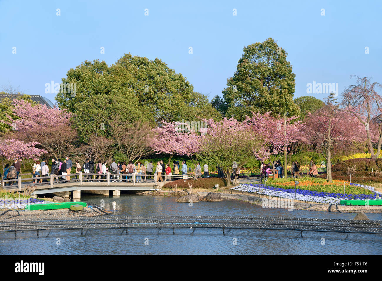 Blühende Sakura-Bäume im Blumenpark Nabana no Sato. Frühling in Japan. Stockfoto