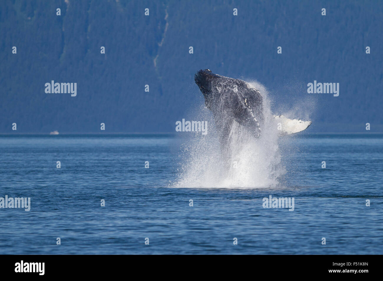 Buckelwal in Alaska Gewässern verletzt Stockfoto