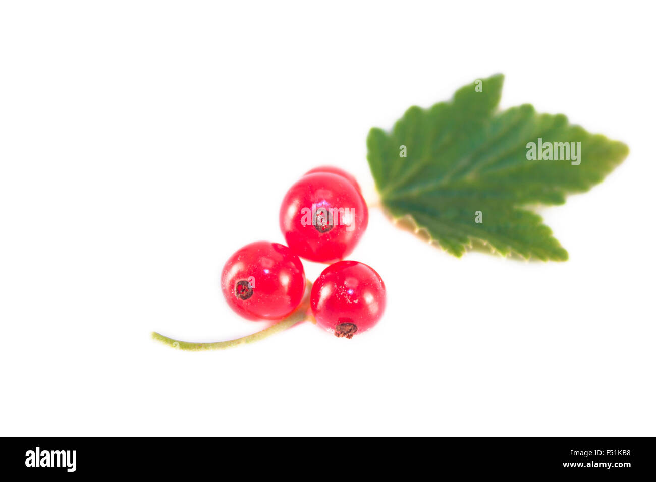 Ein paar rote Johannisbeeren und grüne Ribes Rubrum Blatt, isoliert auf weißem Hintergrund Stockfoto