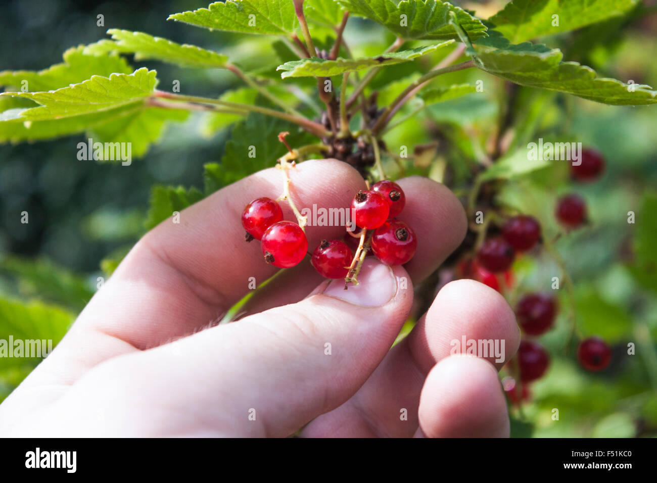 Hand-Kommissionierung rote Johannisbeere, Ribes Rubrum, in einem Garten Stockfoto