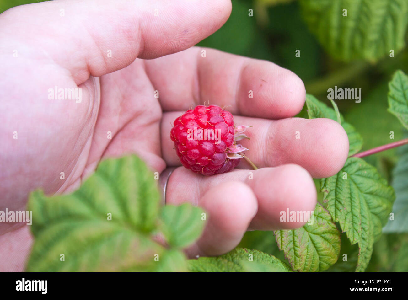 Hand, die Kommissionierung Rubus Idaeus, Himbeere, im Garten Stockfoto