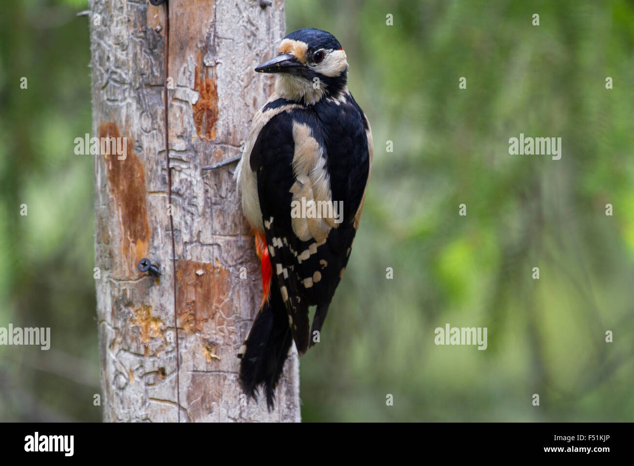 Buntspecht (Dendrocopos großen) auf Baumstamm, Kainuu, Nord Karelien, Finnland Stockfoto