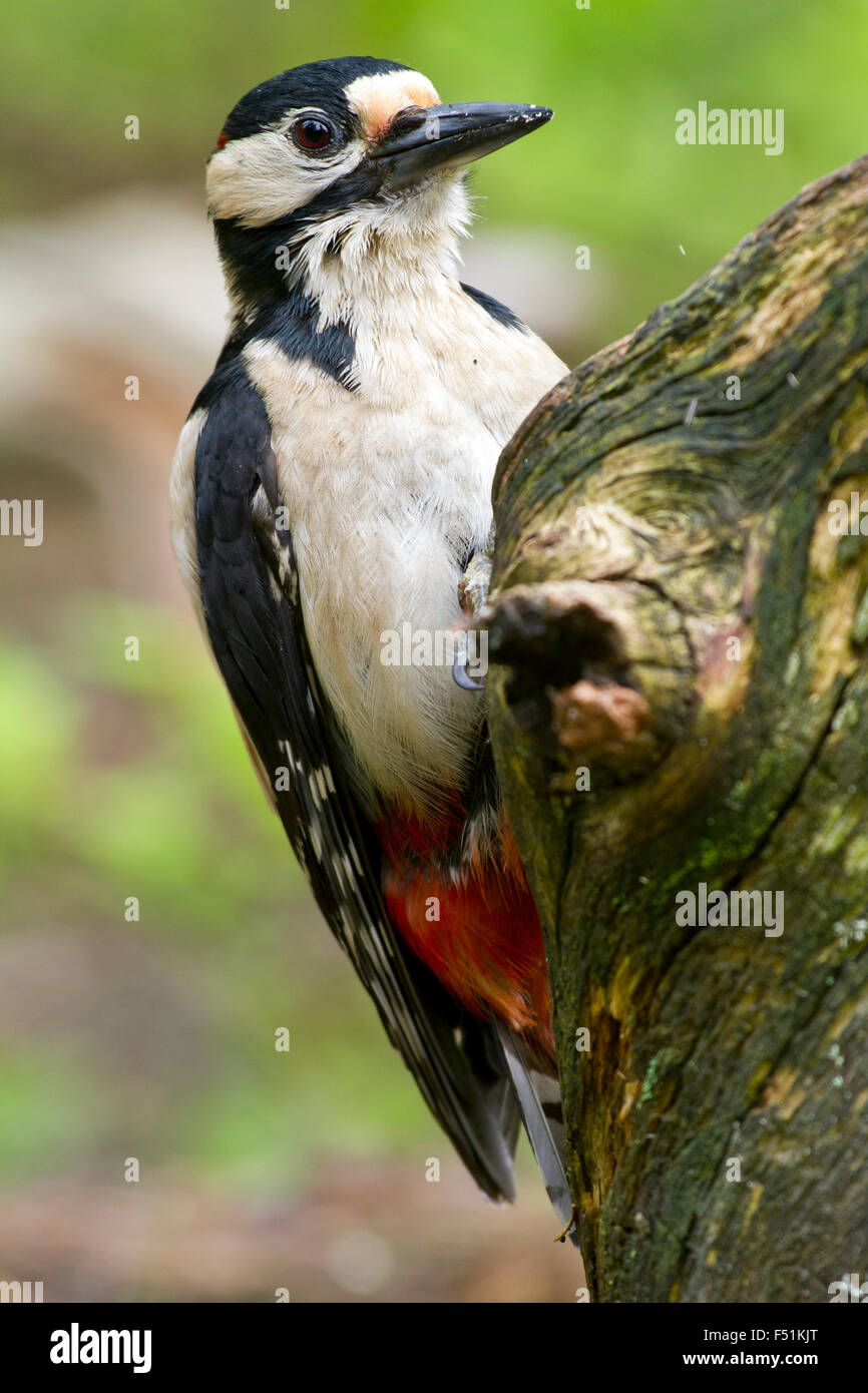 Buntspecht (Dendrocopos großen) auf Baumstamm, Kainuu, Nord Karelien, Finnland Stockfoto
