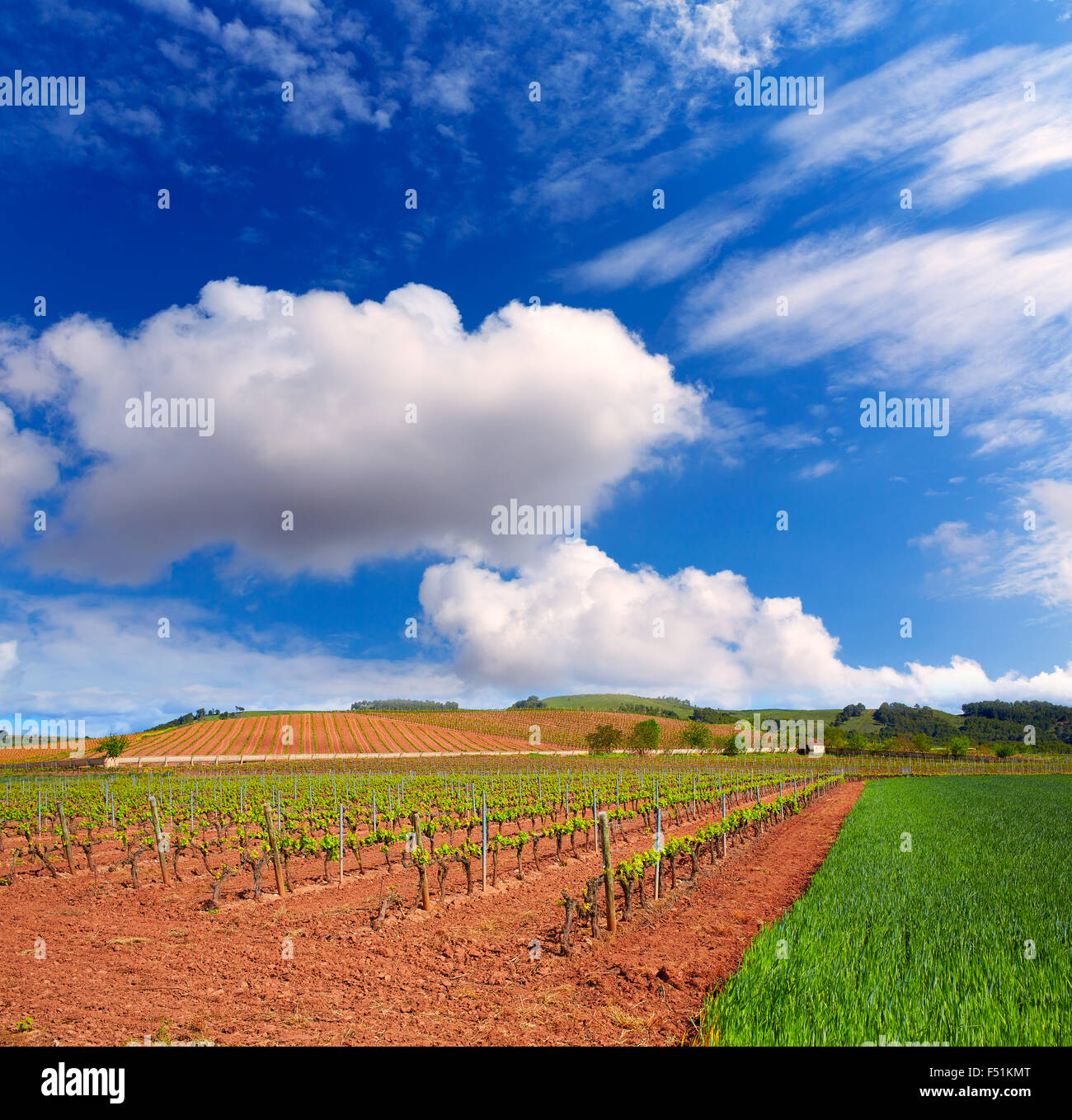 La Rioja Weinberg Felder durch den Jakobsweg in Logrono Stockfoto