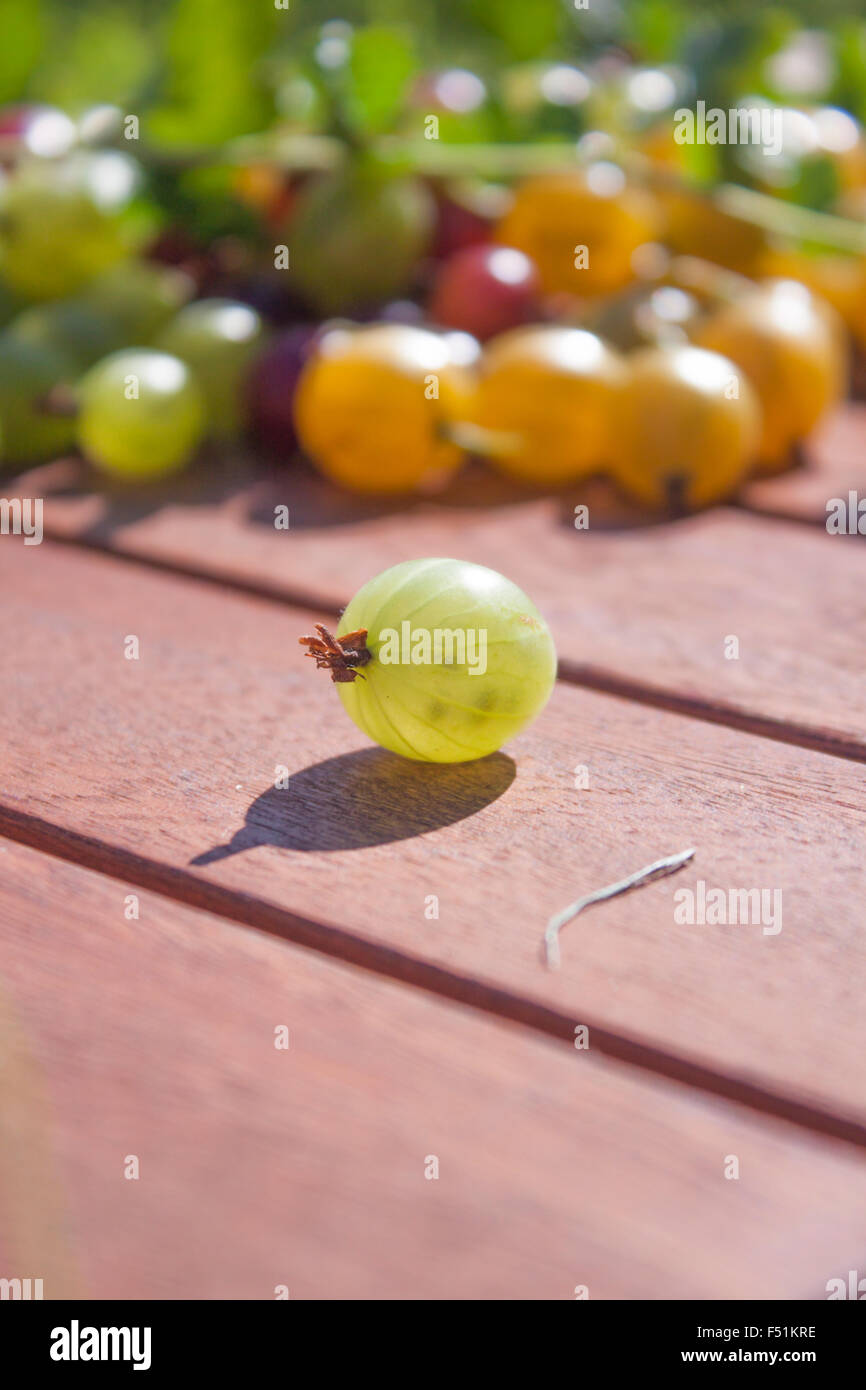 Grüne Ribes Uva-Crispa Stachelbeeren, vor rote und gelbe Stachelbeeren Stockfoto