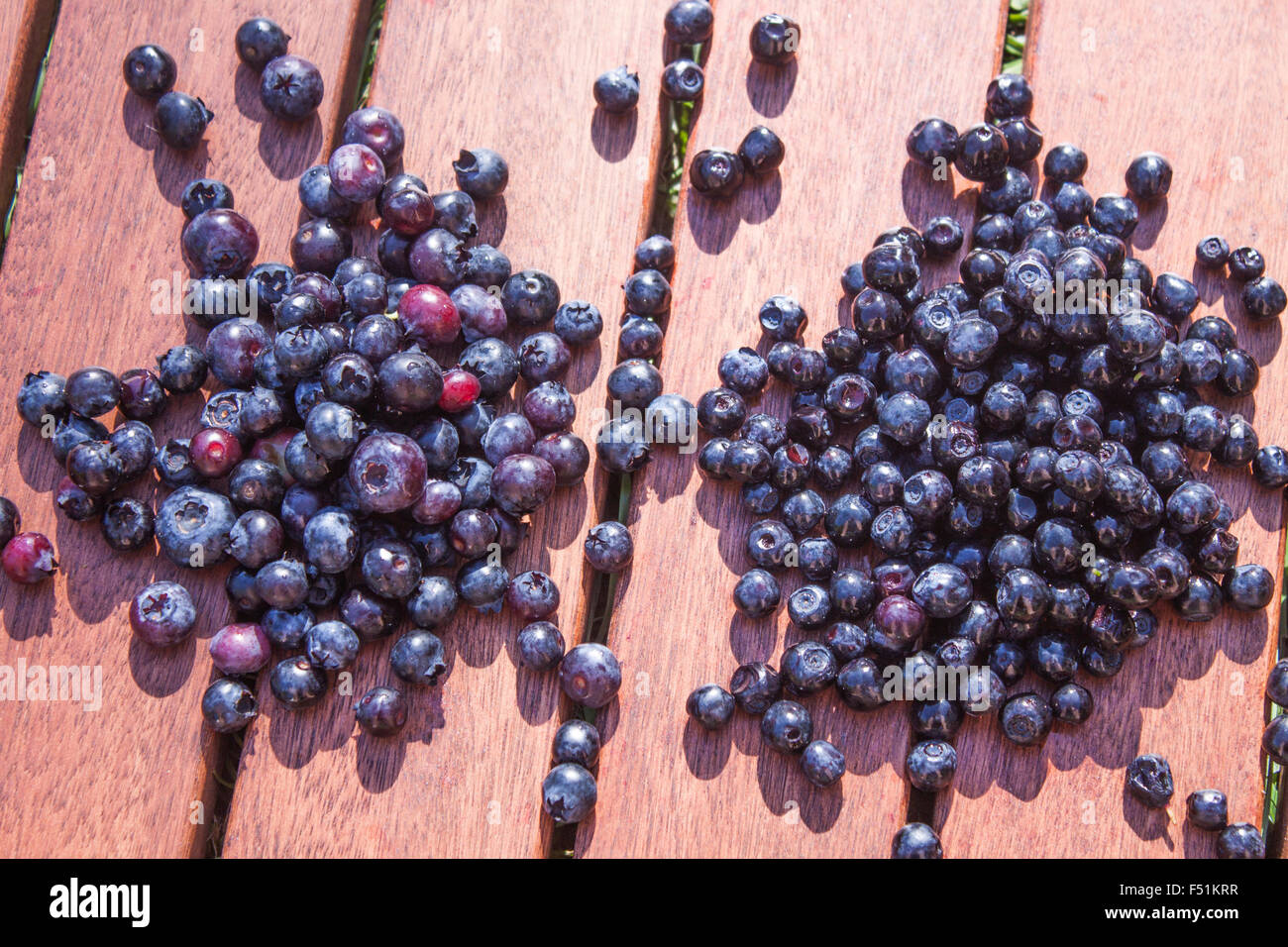 Heidelbeere Vaccinium Corymbosum und Vaccinium Myrtillus, auf hölzernen Hintergrund Stockfoto