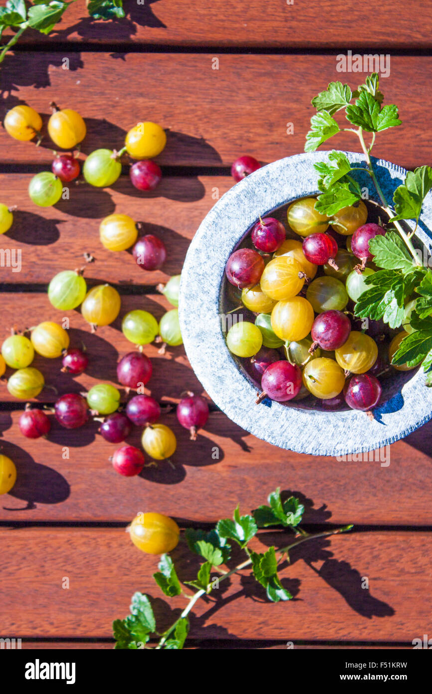 Rote, grüne und gelbe Stachelbeeren, Ribes Uva-Crispa, in einem Stein Schüssel Stockfoto