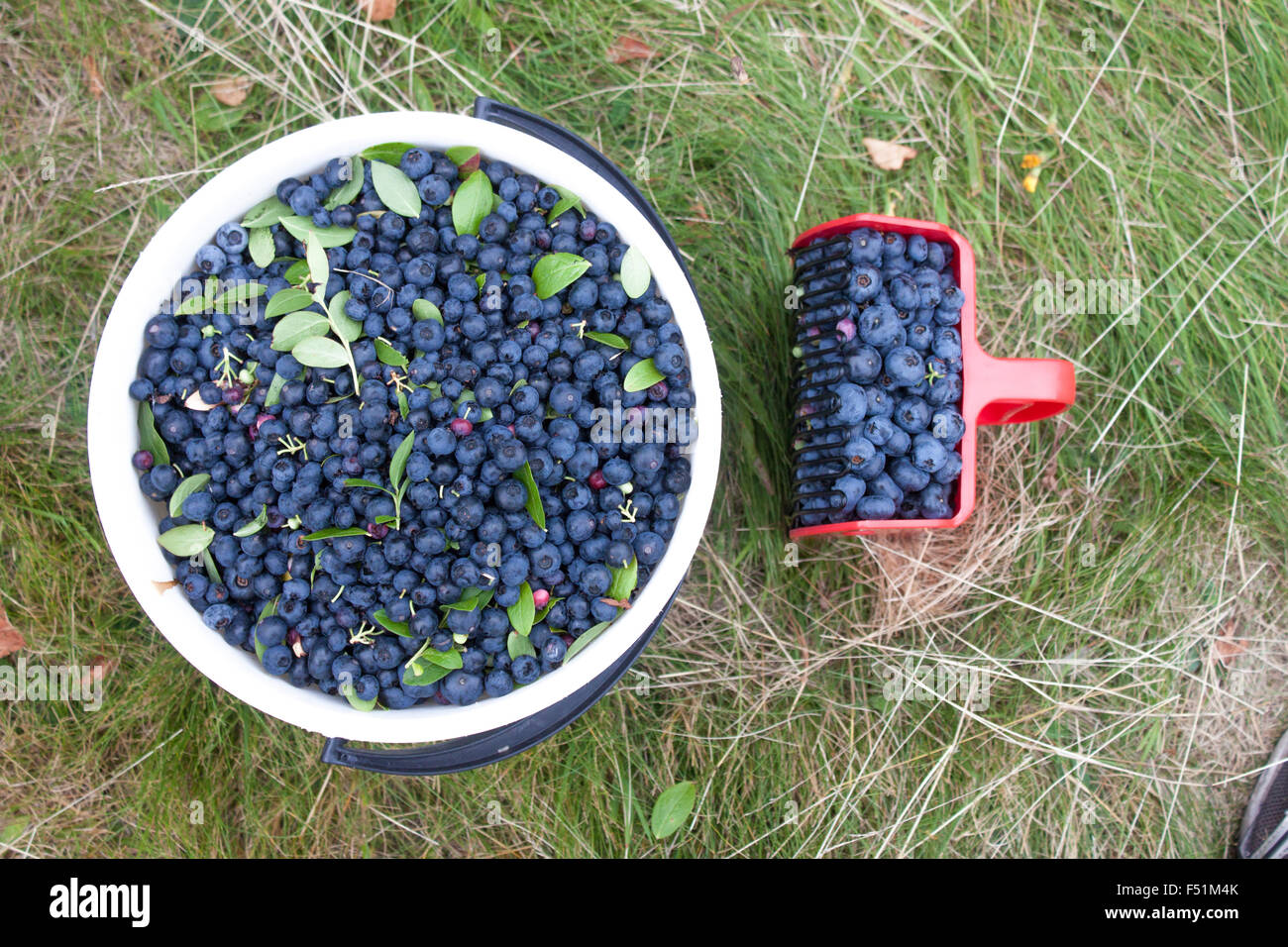 Blaue, Busch Blaubeeren, Vaccinium Corymbosum, mit einer Beere-Picker und einem Korb pflücken Stockfoto