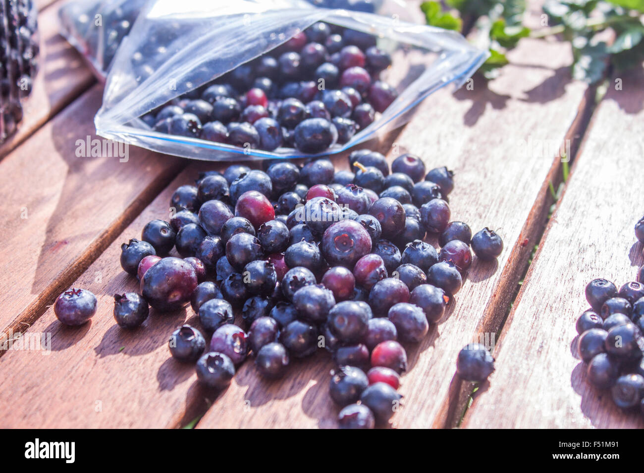 Kommissionierung von Heidelbeeren Vaccinium Corymbosum, in eine Plastiktüte Stockfoto