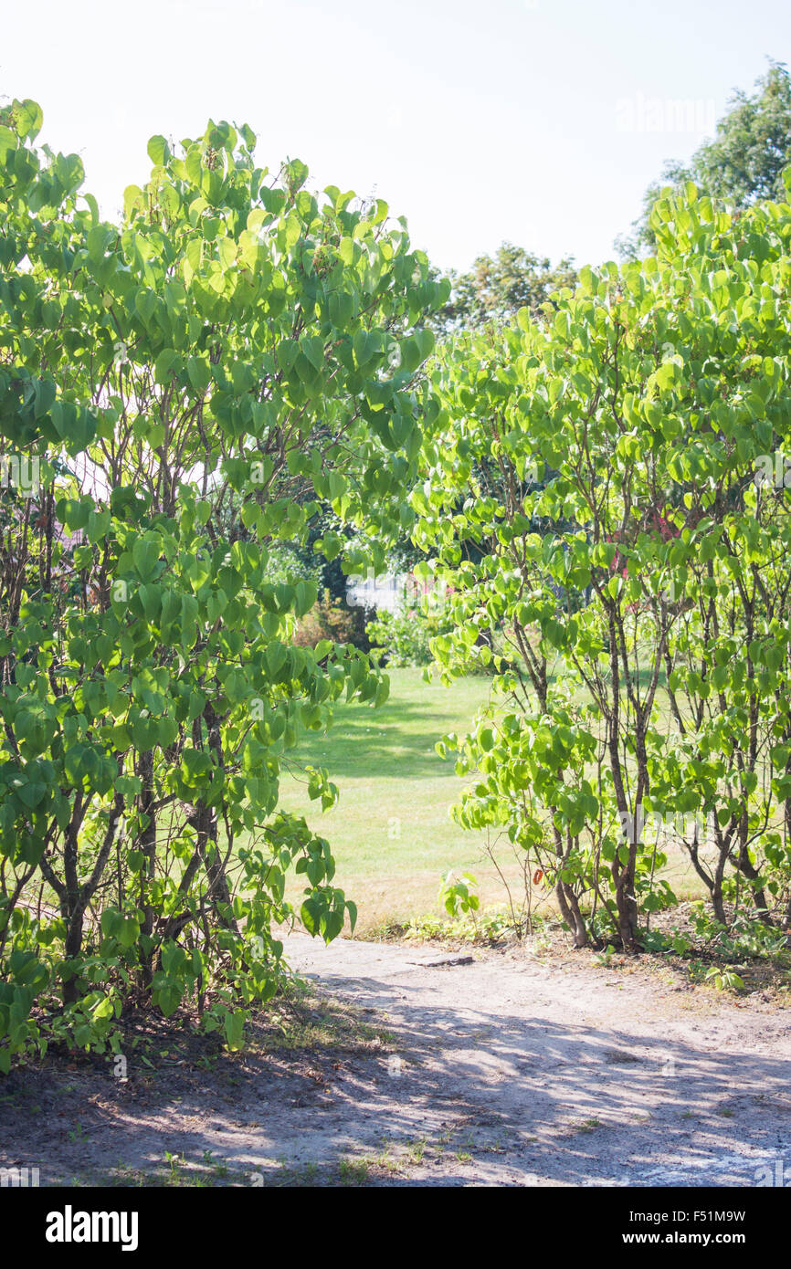 Grüner Garten Weg zwischen Büschen, in einem Garten Stockfoto