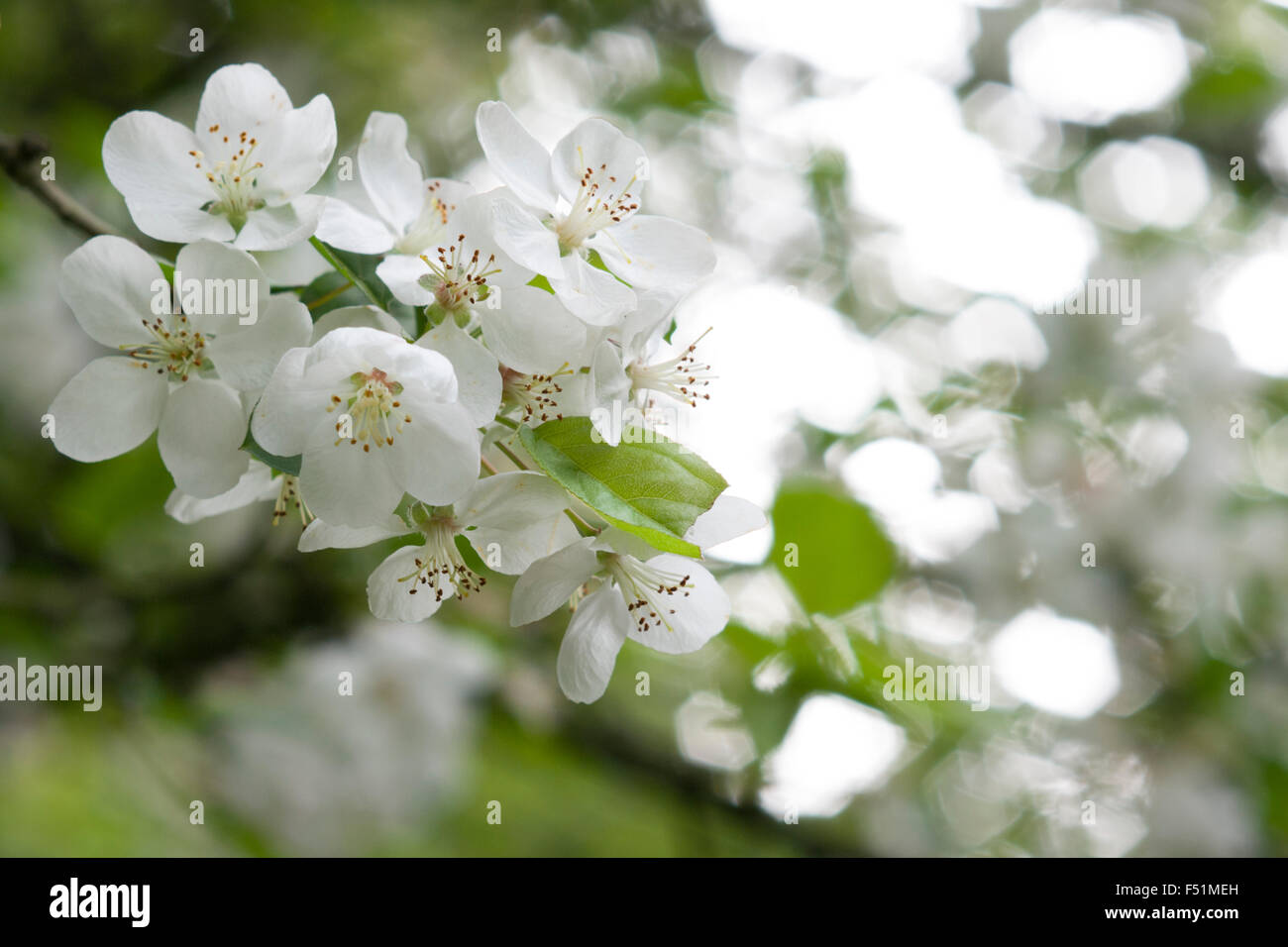 weiße sakura Stockfoto