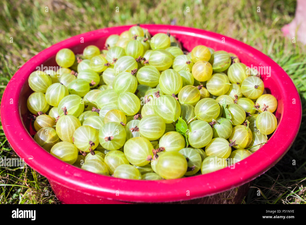 Eine Kiste voll von grünen Stachelbeeren Ribes Uva-Crispa, im Garten Stockfoto