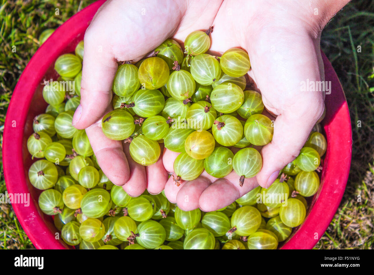 Eine Hand voll von Stachelbeeren, Ribes Uva-Crispa, oben eine Box mit grüne Stachelbeere Stockfoto