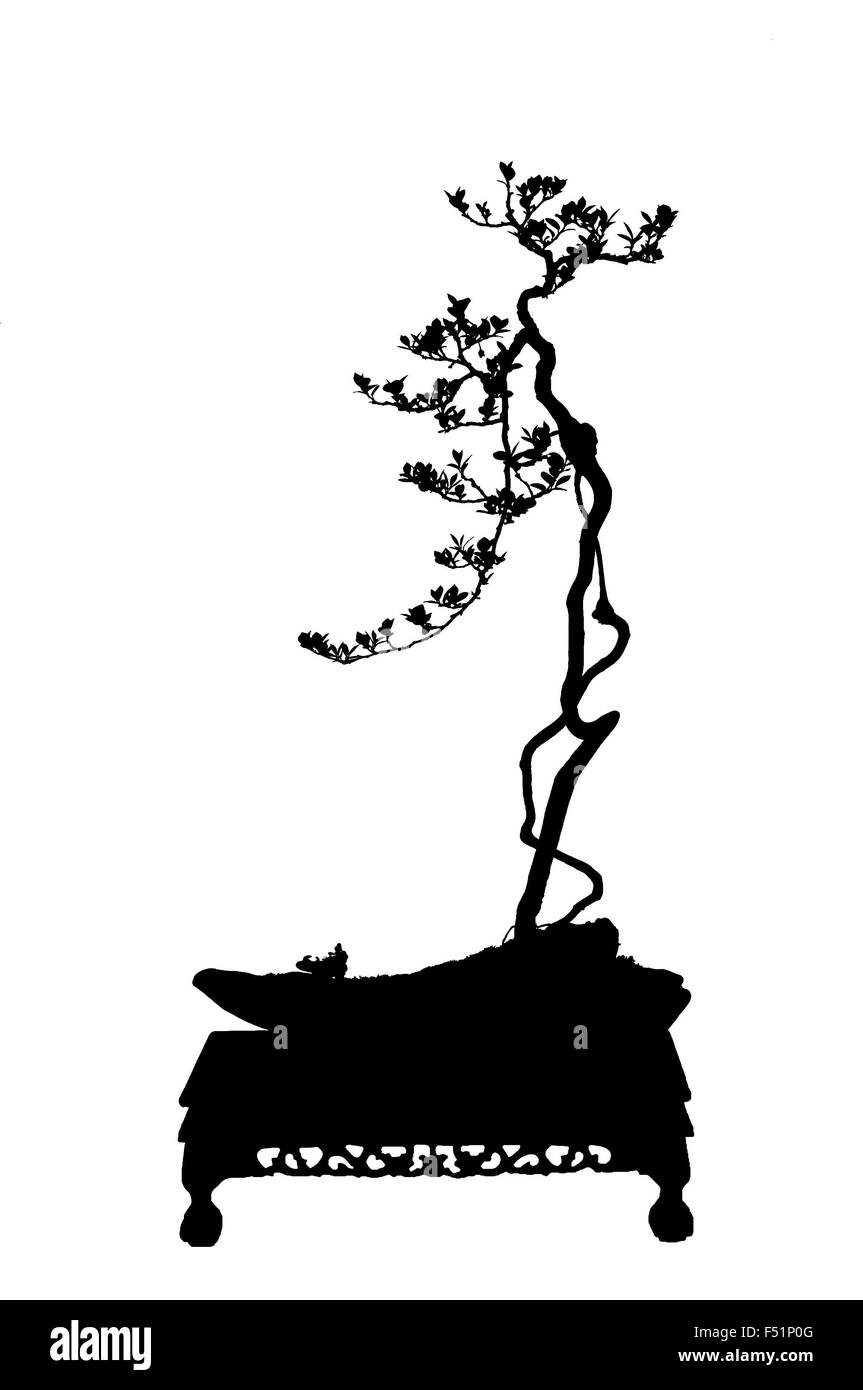 Ein kleiner Bonsai-Baum in einem Keramiktopf. Isoliert auf weißem Hintergrund. Stockfoto