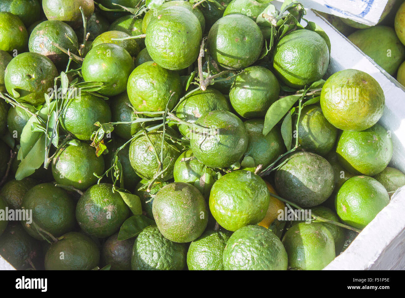 Ein Haufen von Grün Kalk Früchte, Citrus Aurantifolia auf einem Markt in Phu Quoc, Vietnam Stockfoto