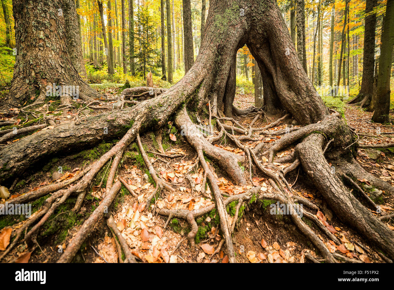Bunter Herbst Park vor eine große Baumwurzeln. Stockfoto