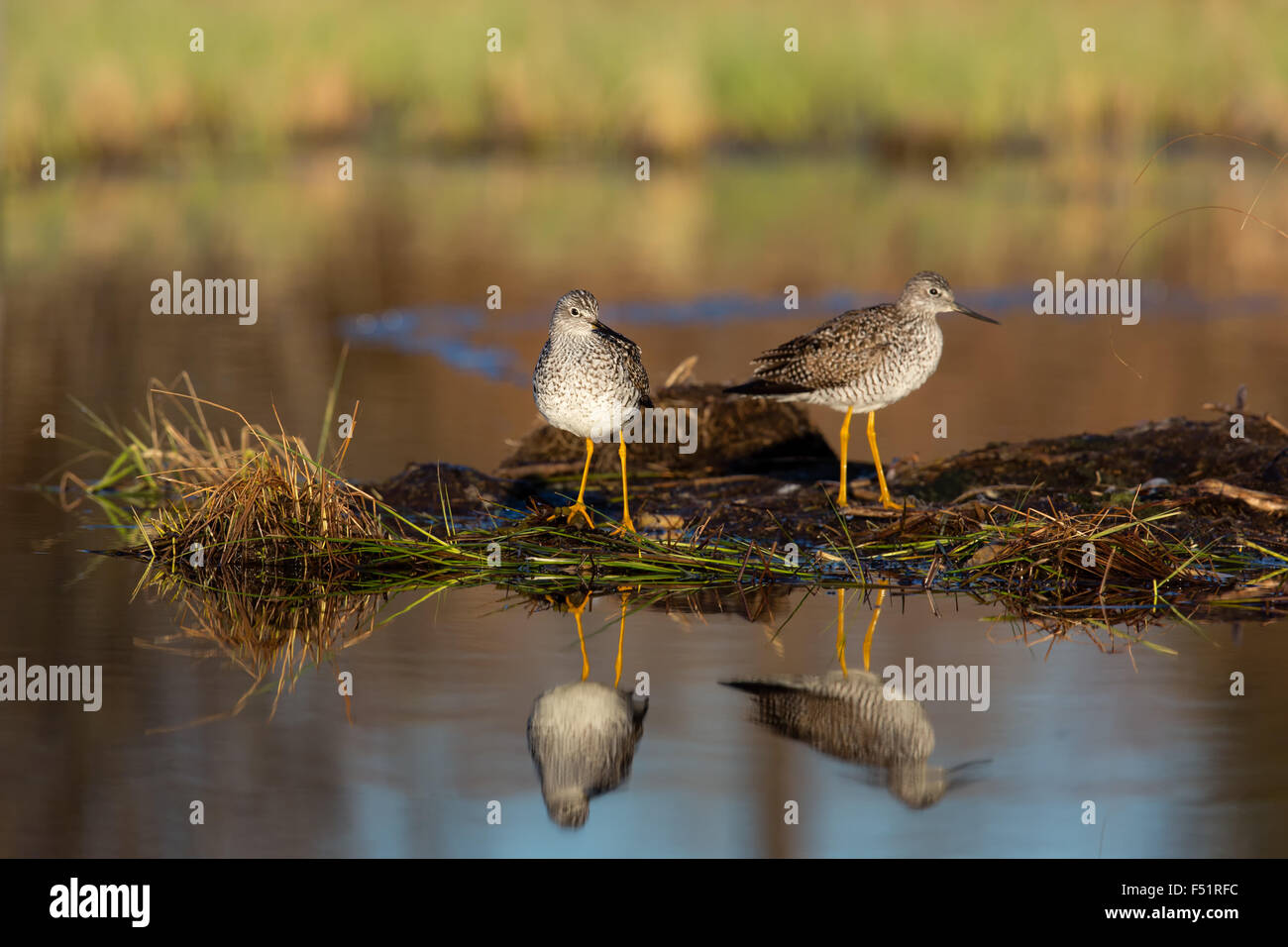 Größere Yellowlegs Stockfoto