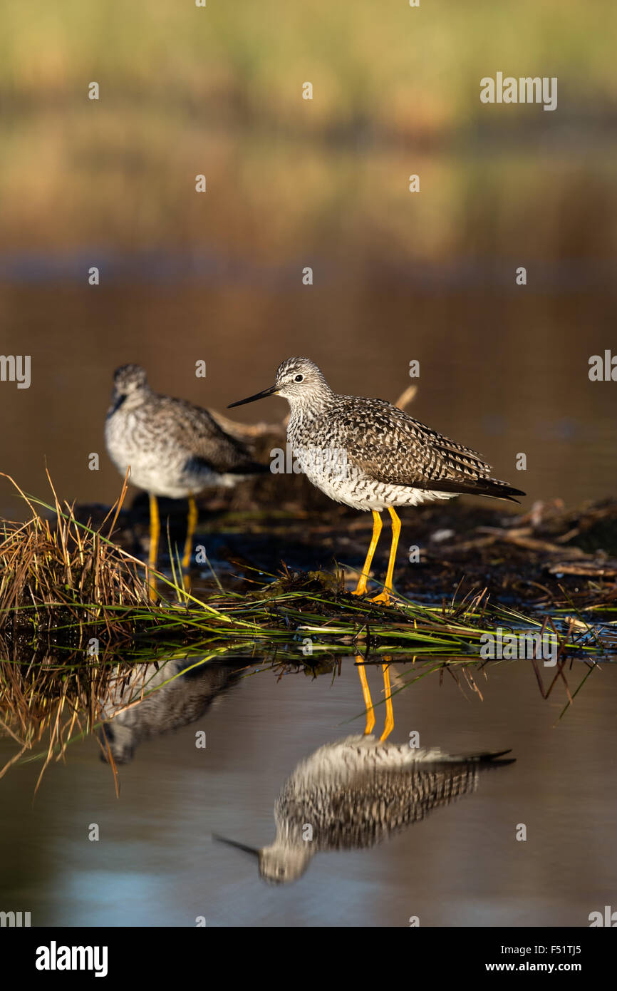 Größere Yellowlegs Stockfoto