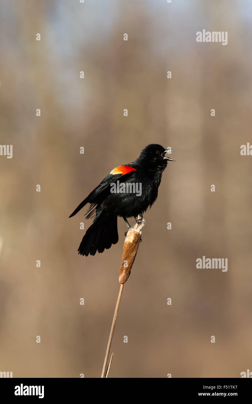 Rotschulterstärling Stockfoto