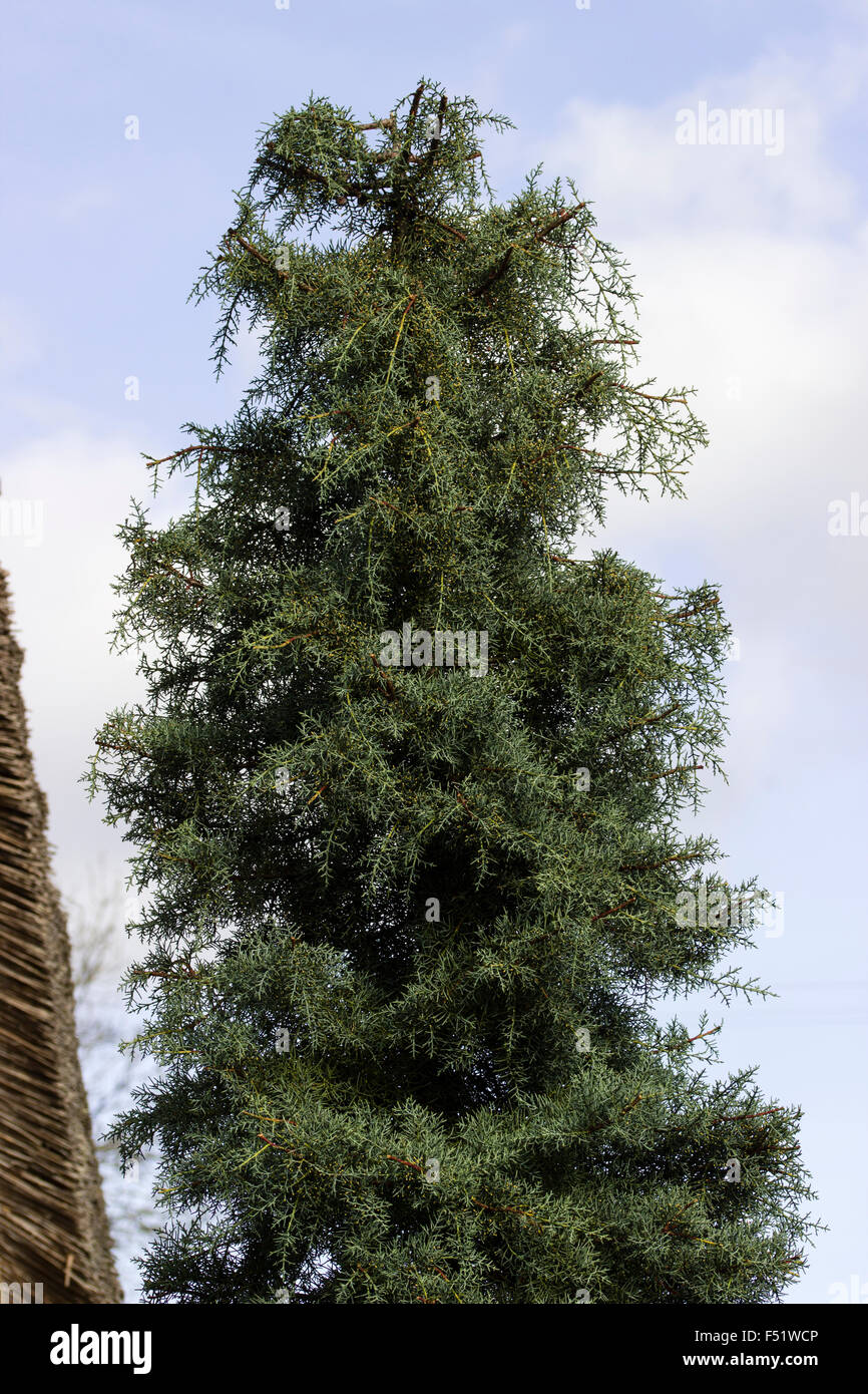 Blaue Blätter aufrecht, winterharte Koniferen, Cupressus Arizonica var. Glabra "Blue Ice" Stockfoto
