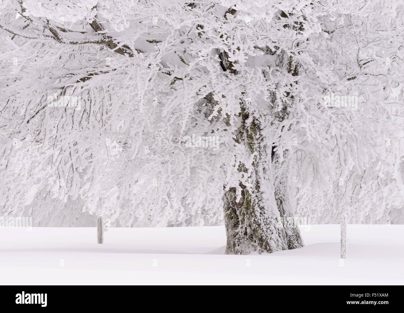Deutschland, Baden-Württemberg, Schwarzwald, "Schauinsland" (Berg), Kupfer-Buche, Fagus Sylvatica, schneebedeckten Baum im Winter, Stockfoto
