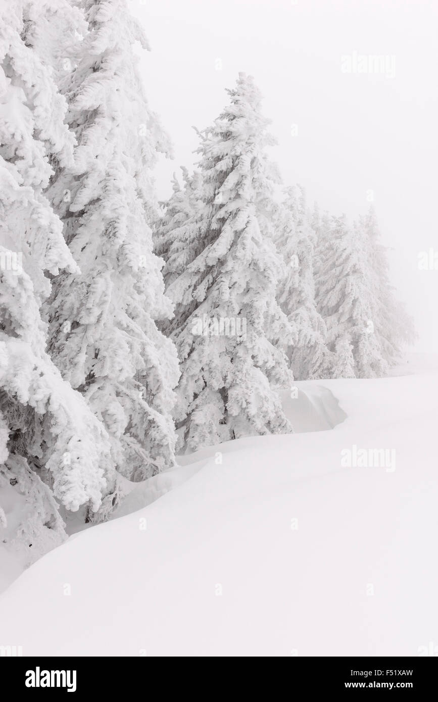 Deutschland, Baden-Württemberg, Schwarzwald, "Schauinsland" (Berg), Edeltanne, Abies Alba, verschneite Tannen hinter einer Schneewehe, Stockfoto