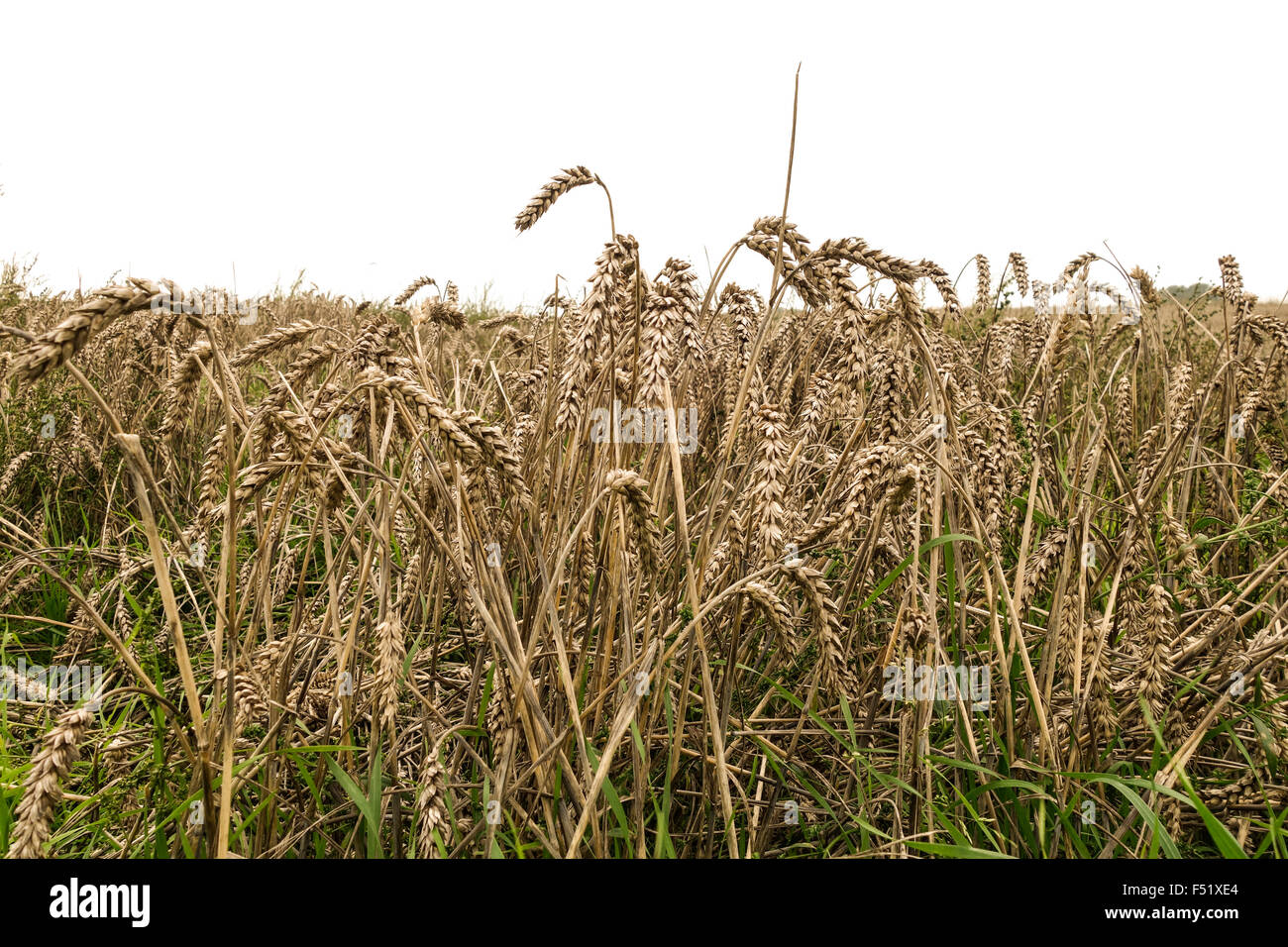 Dinkel, auch bekannt als Dinkel Weizen oder geschälten Weizenfeld auf Winter-Bereich. Stockfoto
