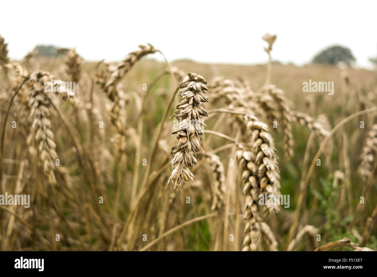 Weizen-Nahaufnahme bei einigen Ähre, Feld am Ende des Sommers. Stockfoto