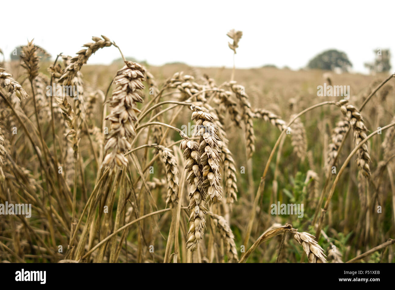 Weizen-Nahaufnahme bei einigen Ähre, Feld am Ende des Sommers. Stockfoto