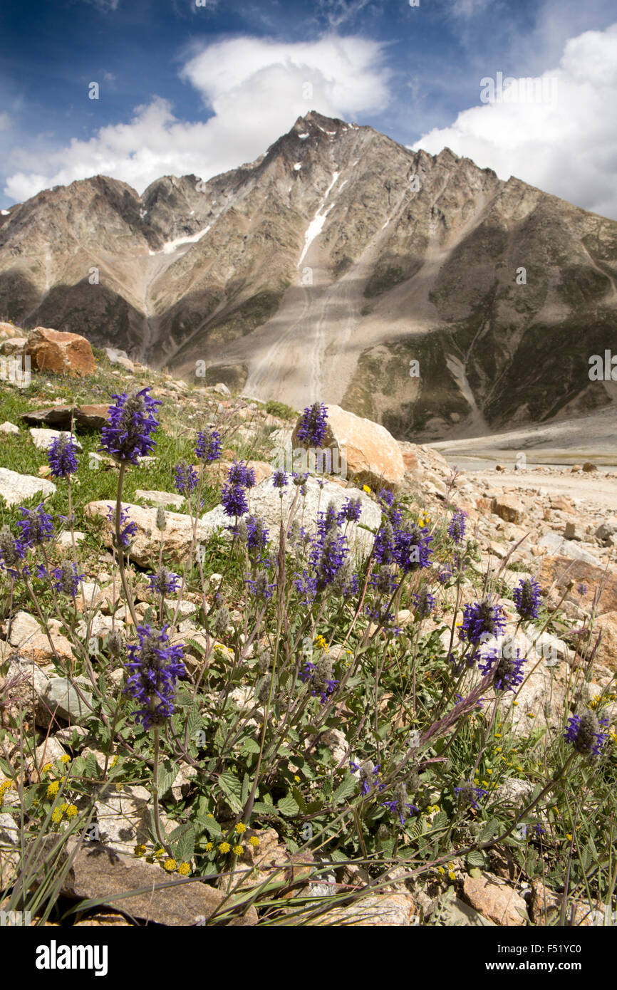 Indien, Himachal Pradesh, Lahaul Valley, Chhota Dara, lange stemmed lila Blumen wachsen unter harten Bedingungen Stockfoto