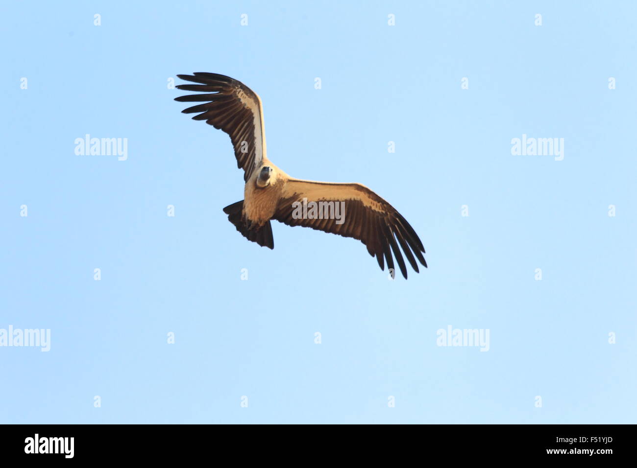 Afrikanische Weißrückenspecht Geier (abgeschottet Africanus) in Ghana Stockfoto