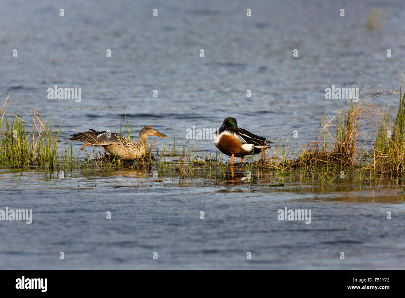 Nördlichen Löffelenten Stockfoto