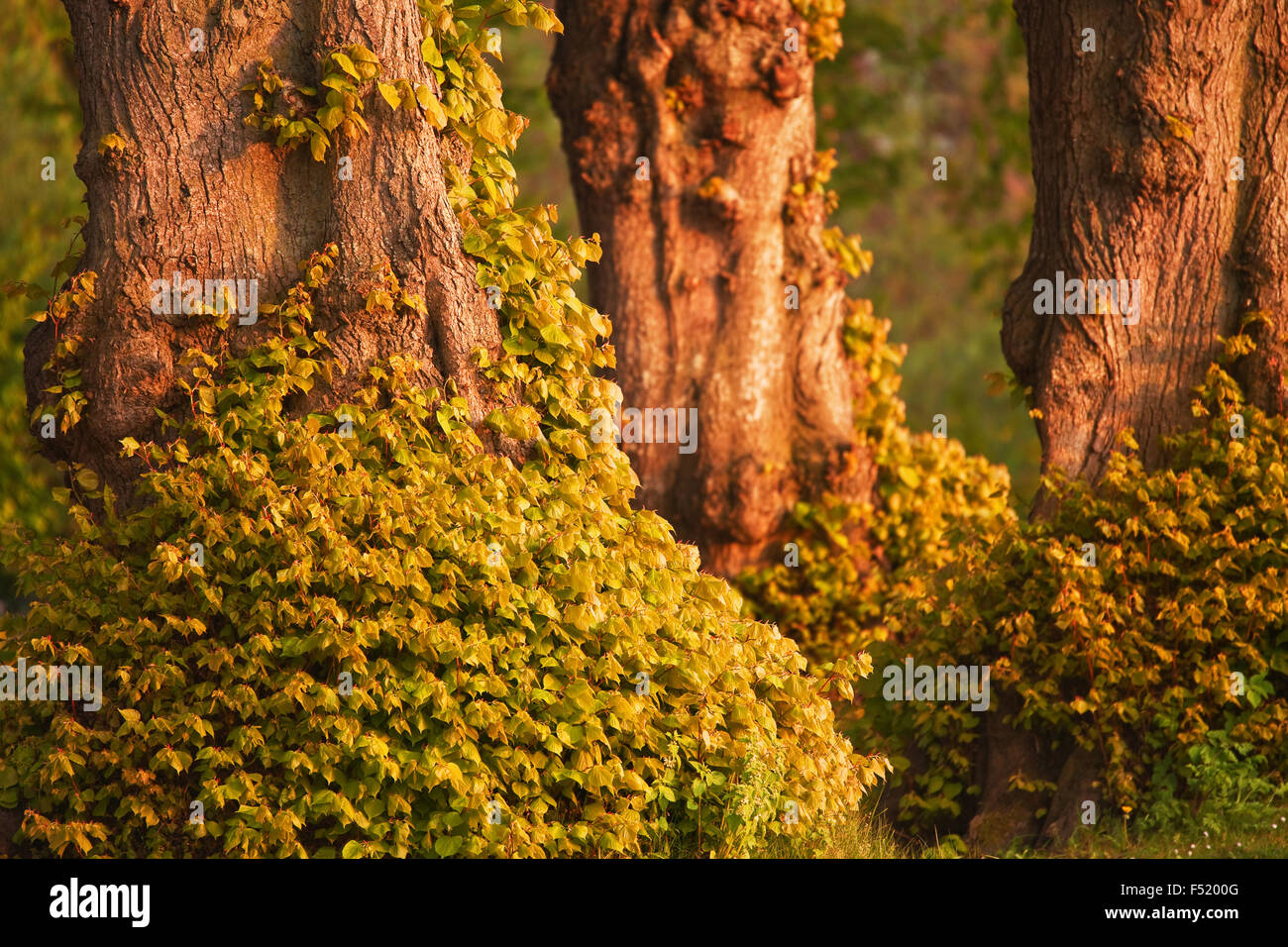 Alte Linden in Altenkrempe (Kreis Ostholstein) Stockfoto