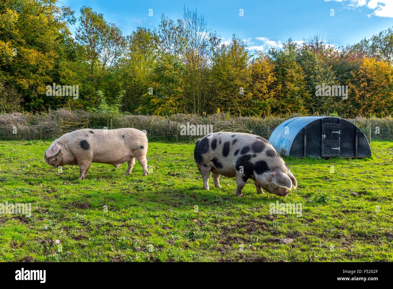 Zwei Schweine auf einem Bauernhof in Wolverhampton West Midlands UK Stockfoto