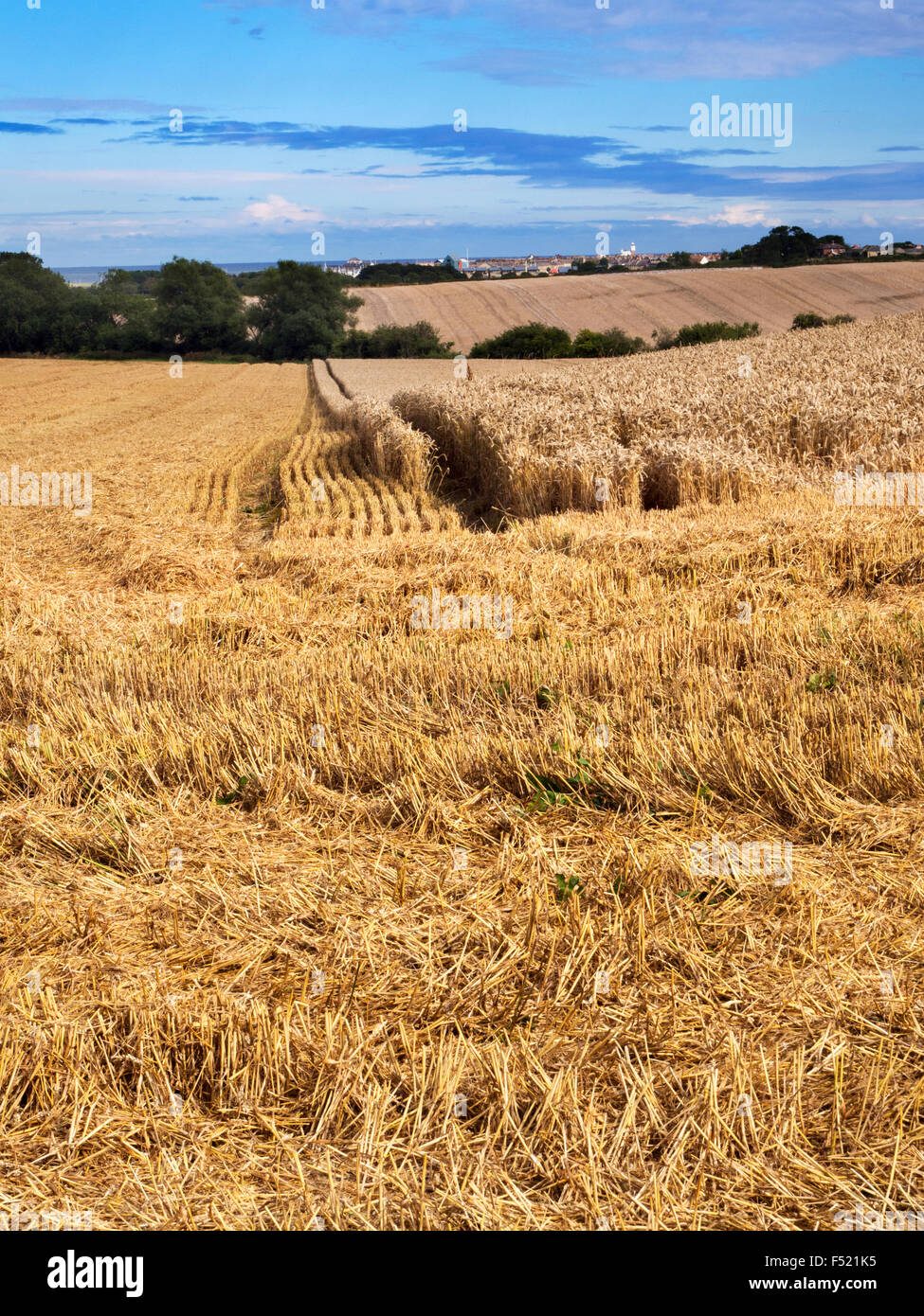 Teilweise geerntet Weizenfeld bei Warkworth Northumberland, England Stockfoto