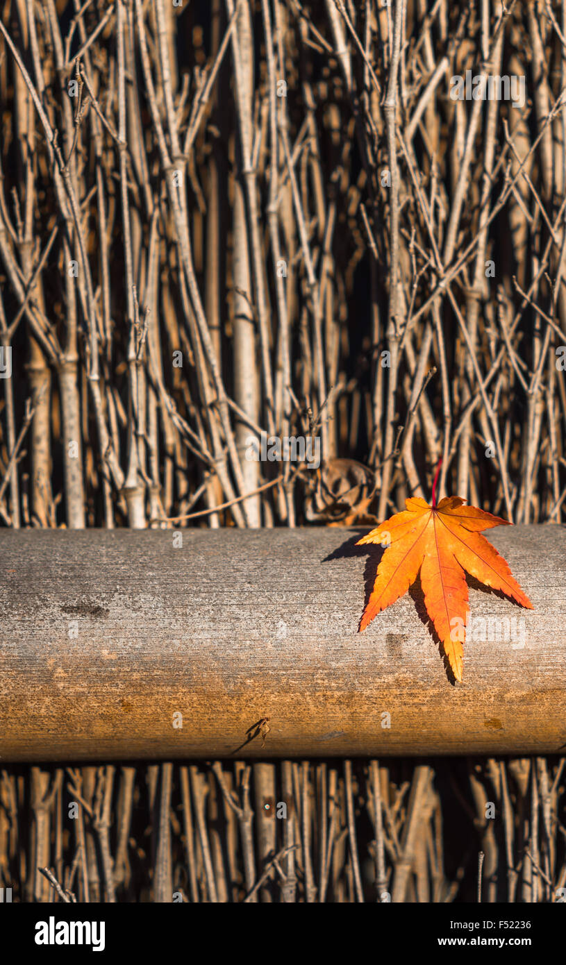 Herbst Blatt über hölzerne Hintergrund Stockfoto