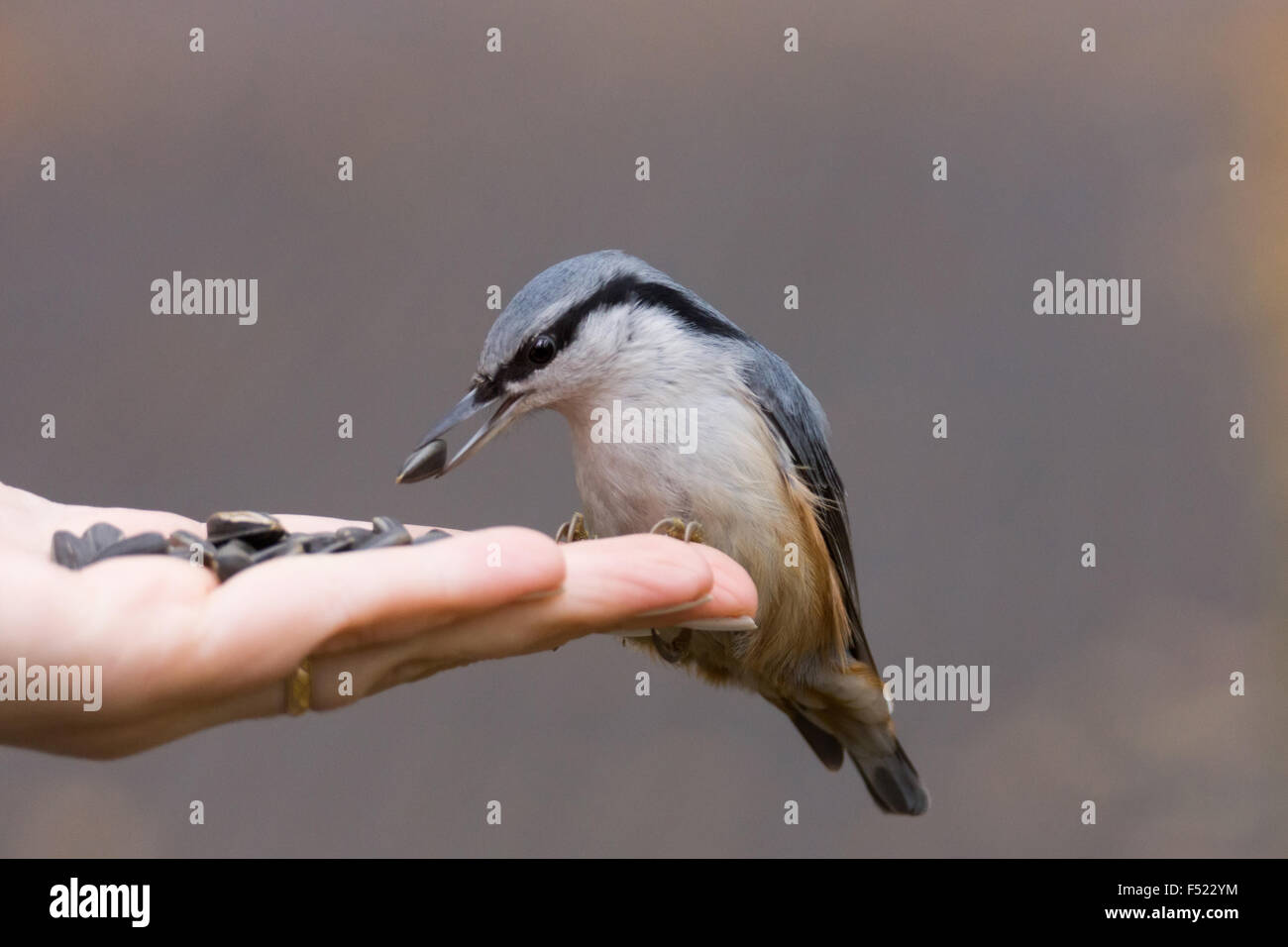 Das Foto zeigt einem Vogel Kleiber Samen aus der Hand frisst Stockfoto