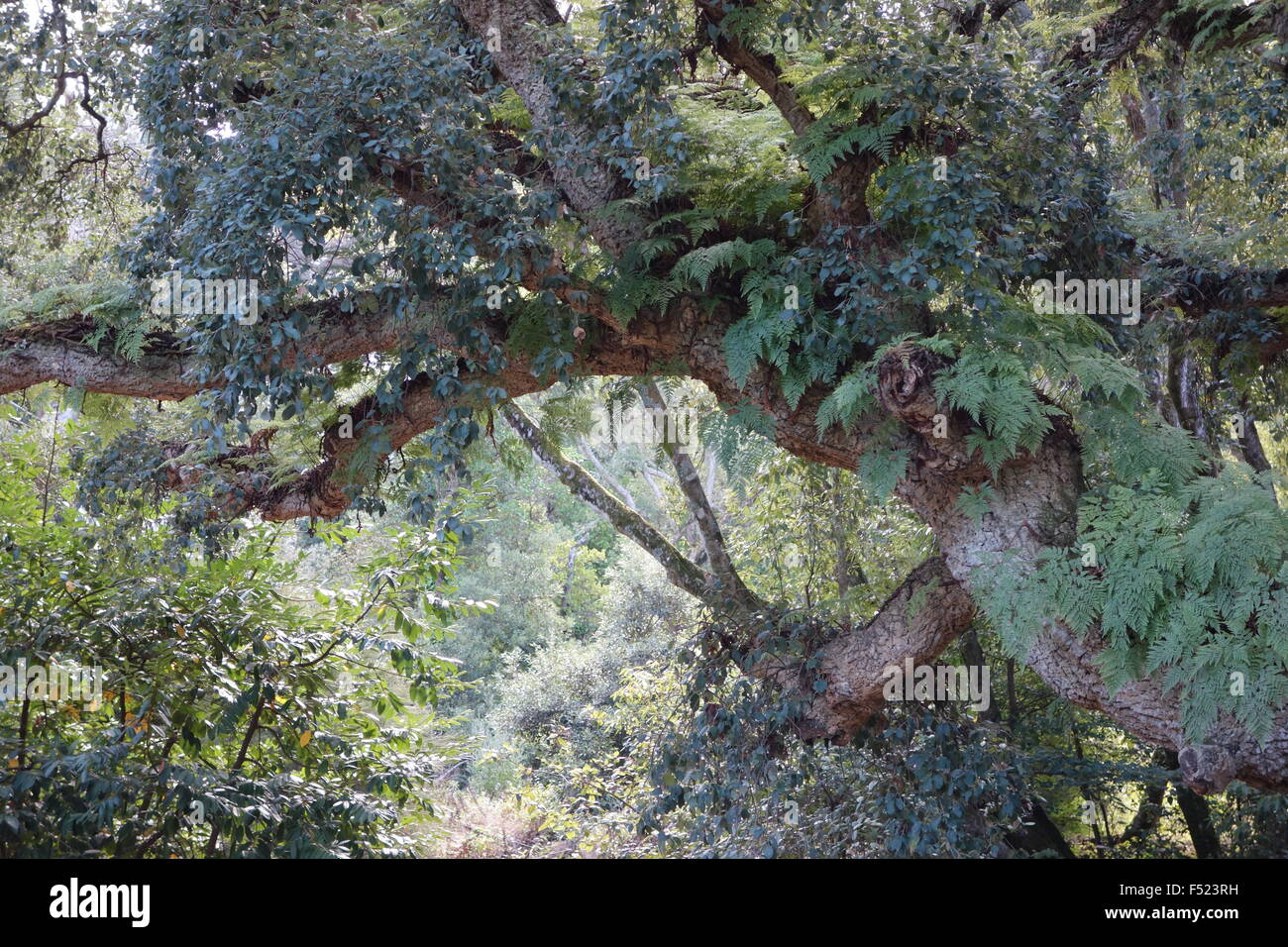 Montserrate Sintra Portugal Kork-Eiche mit Farn Wachstum und dichte Laub Stockfoto