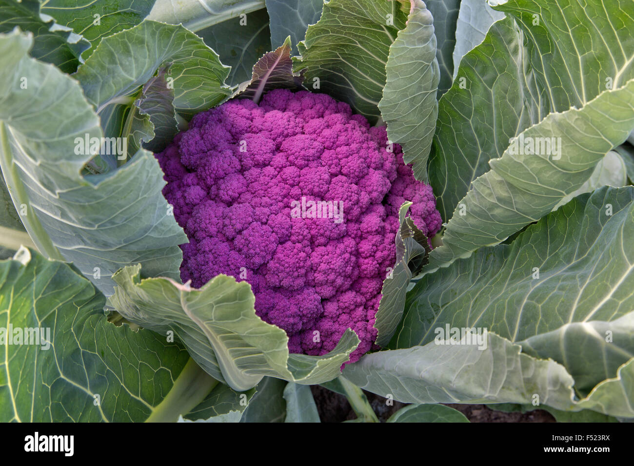 Nahaufnahme der reifen purpurnen Blumenkohl im Feld "Brassica oleracea". Stockfoto