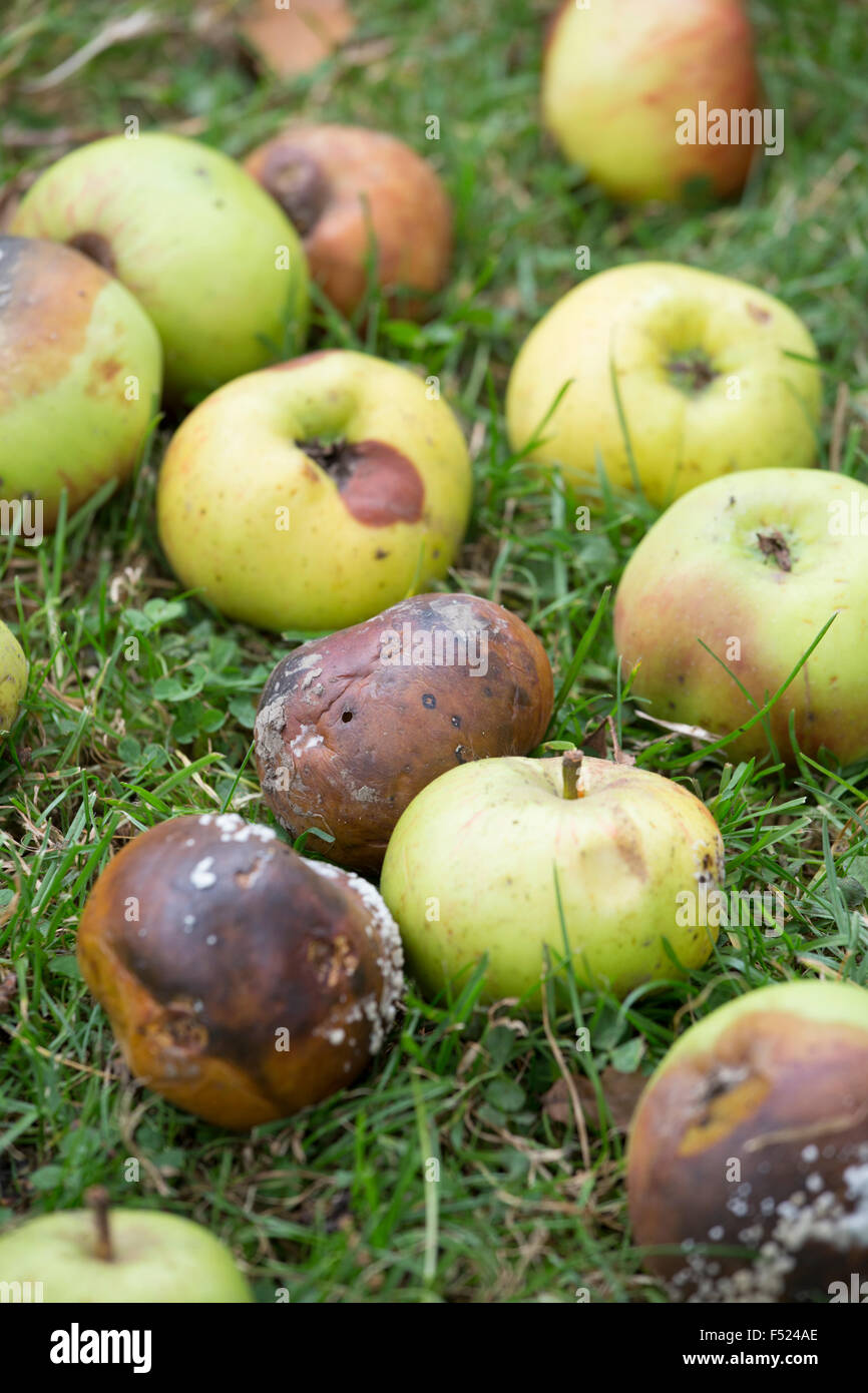 Äpfel, die verrotten auf dem Boden von einem Obstgarten, Herefordshire, England, UK Stockfoto
