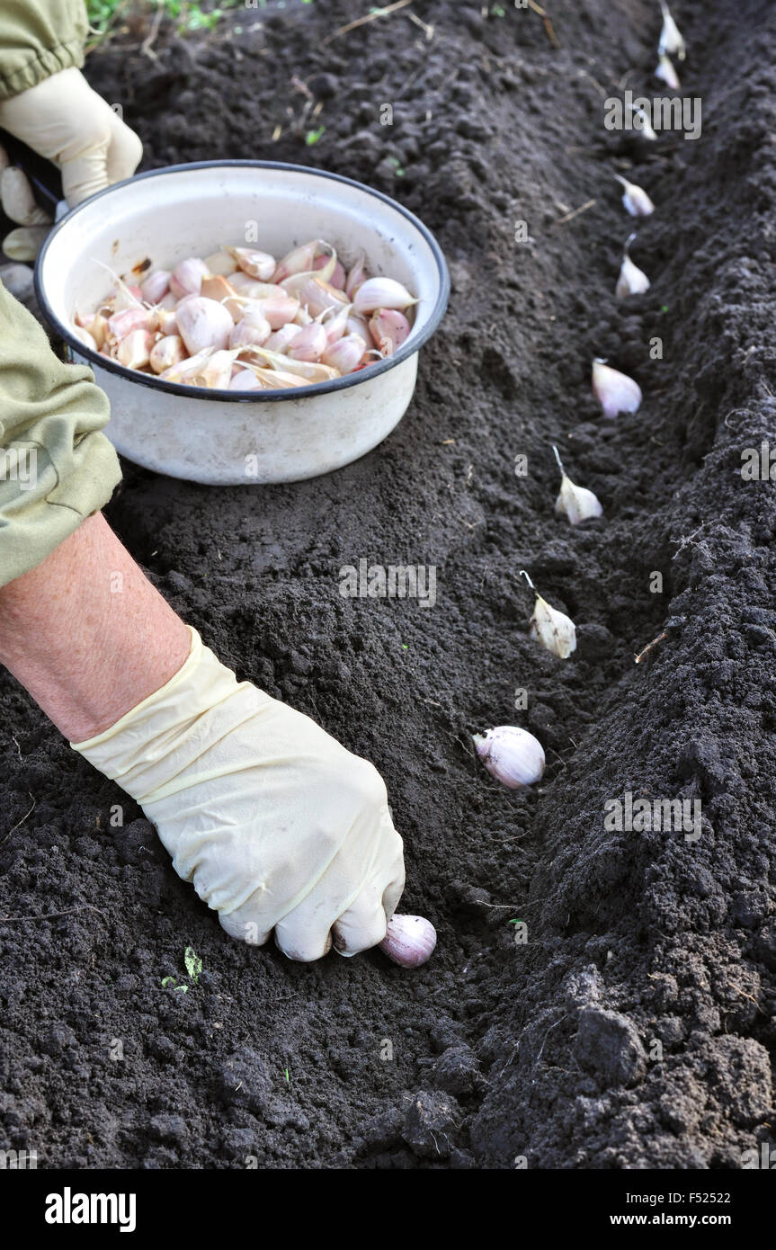 Bauer, die Anpflanzung von Knoblauch Stockfoto