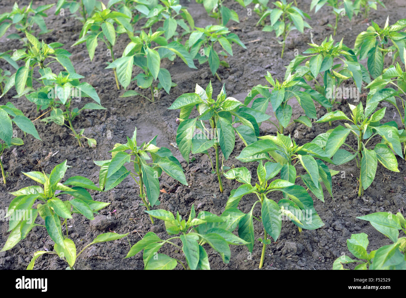 Nahaufnahme der wachsenden Bio Pfeffer Plantage Stockfoto