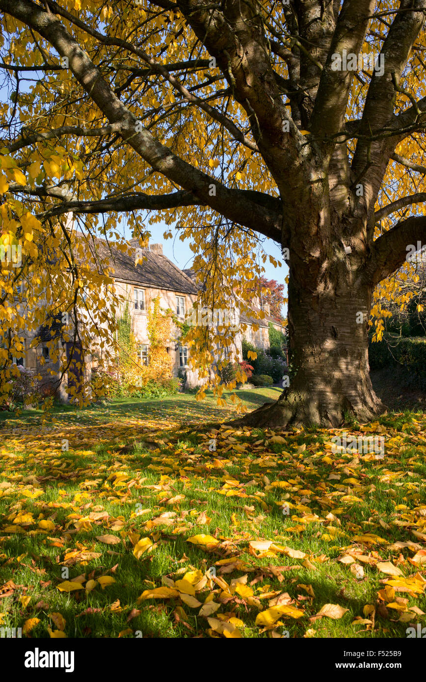 Cotswold Cottages und Hainbuche Baum im Herbst in Cotswolds breiten Campden, Gloucestershire, England Stockfoto