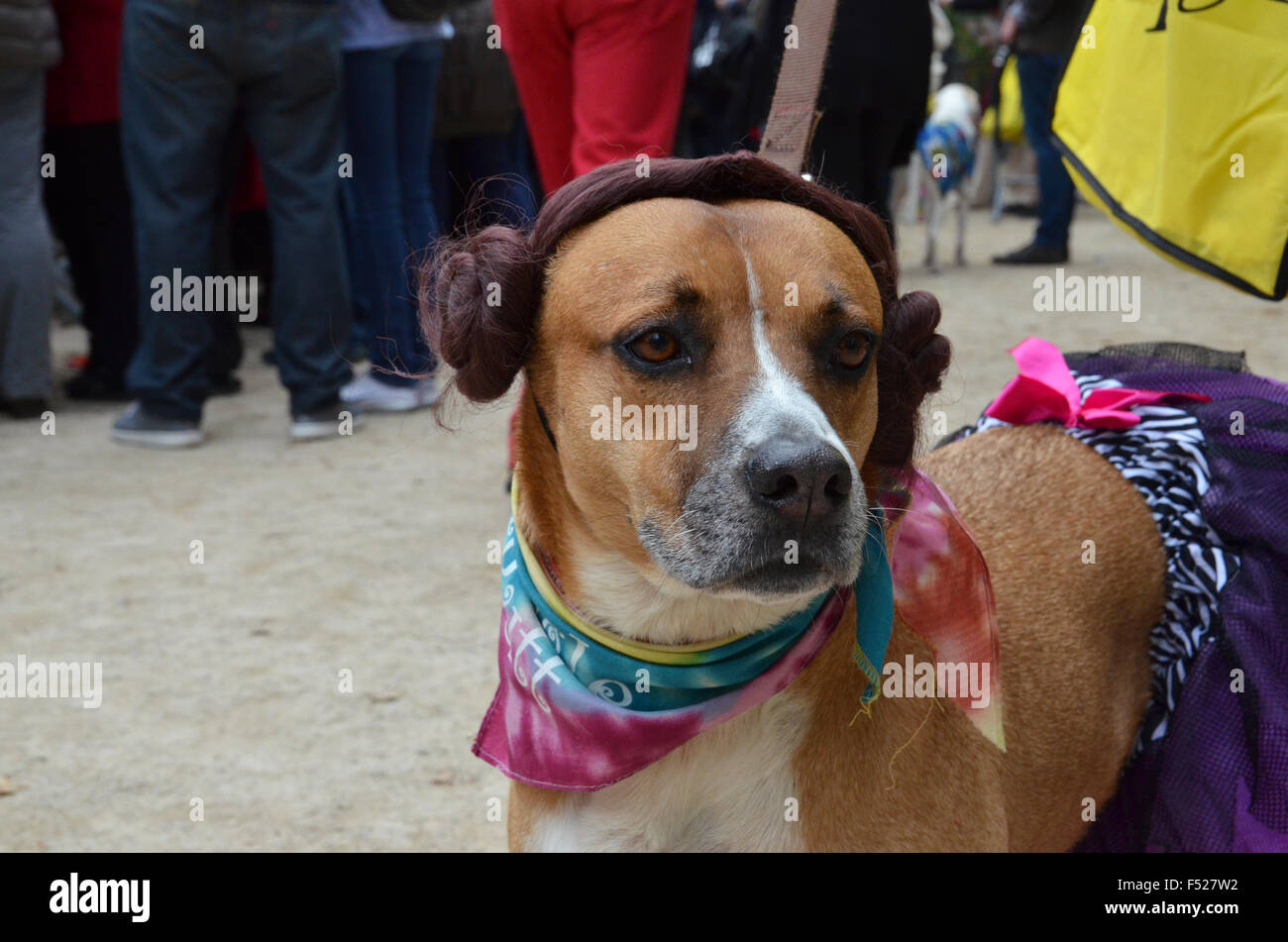 Halloween-Hund parade Tompkins Square NewYork 2015 Stockfoto